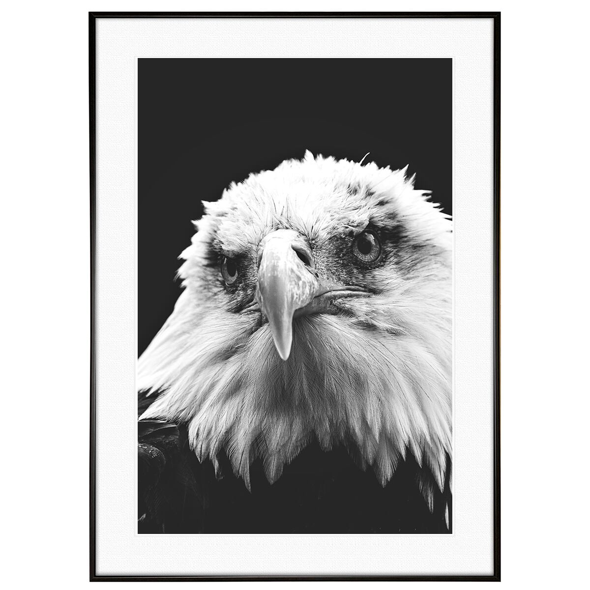動物写真 鷲 ハクトウワシ インテリアアートポスター額装 AS3214