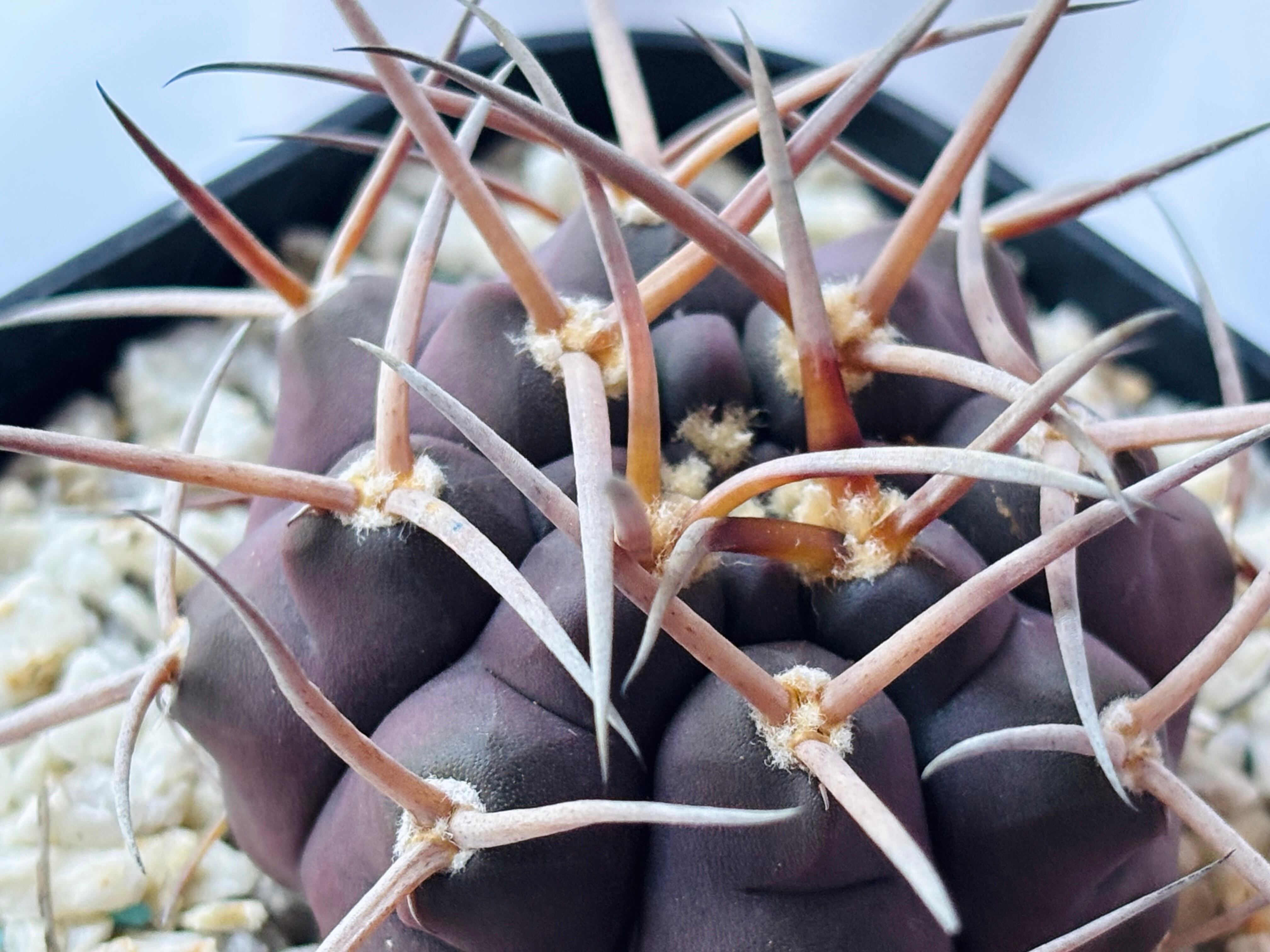 Gymnocalycium mazanense ギムノカリキウム 守金魔天竜 サボテン