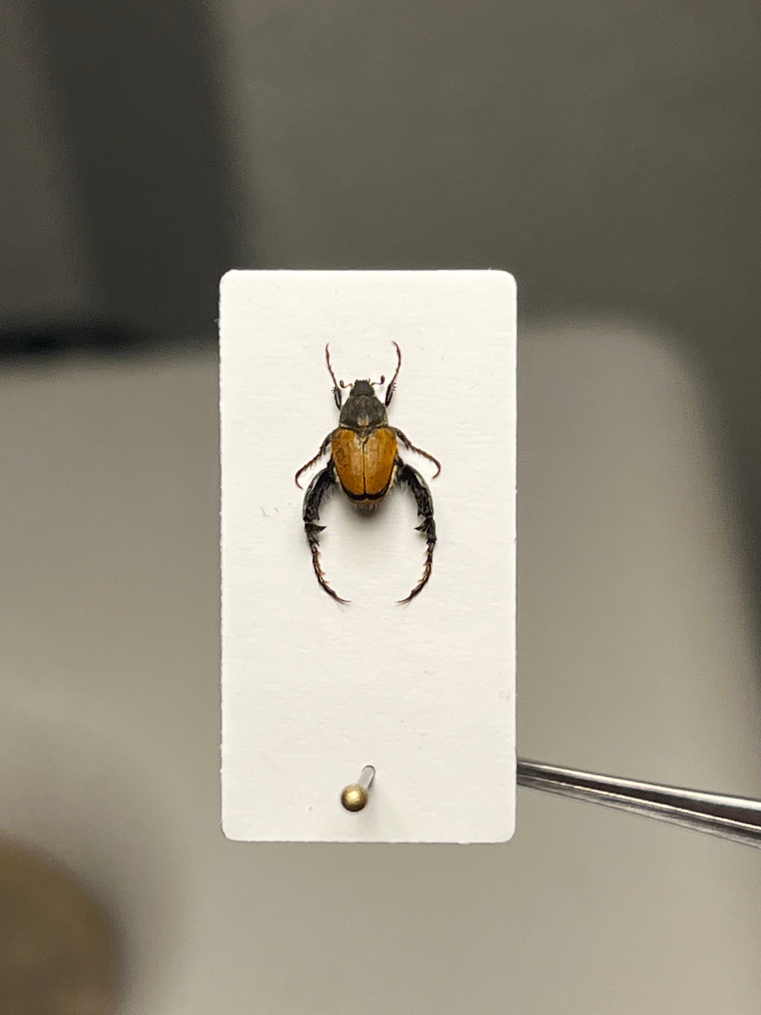 4mm】山吹色の体色が美しい南アフリカのアシナガコガネ 標本 プラチナ
