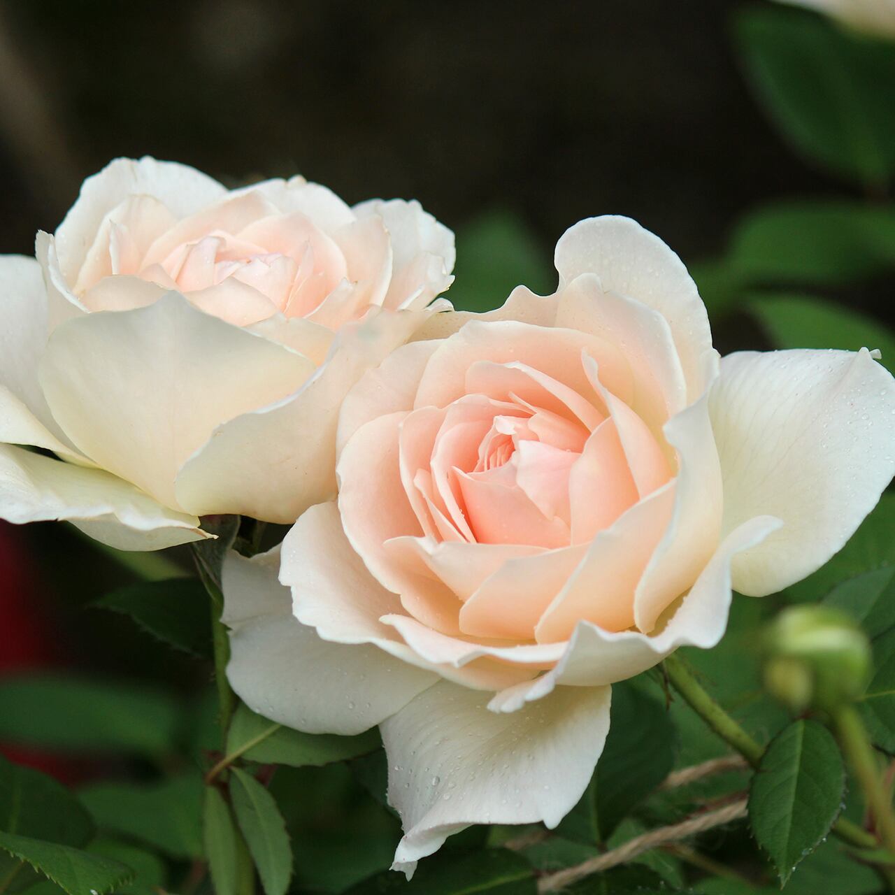 308247bcece900b52f2216c1dc59c7