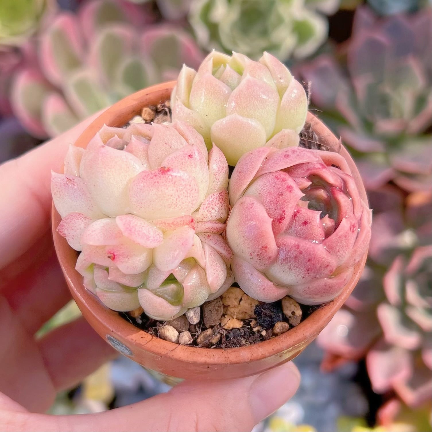 多肉植物 桃ソーダ 3頭 新入荷 るる農園 | るる農園~多肉植物専門