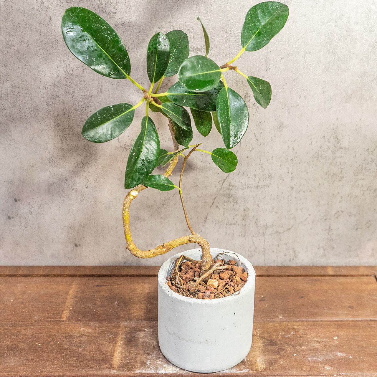 渇きが良くて虫発生も抑える用土を使用。小ぶりな葉が可愛い、美しい曲がりのフランスゴムの木【手作りモルタル鉢】