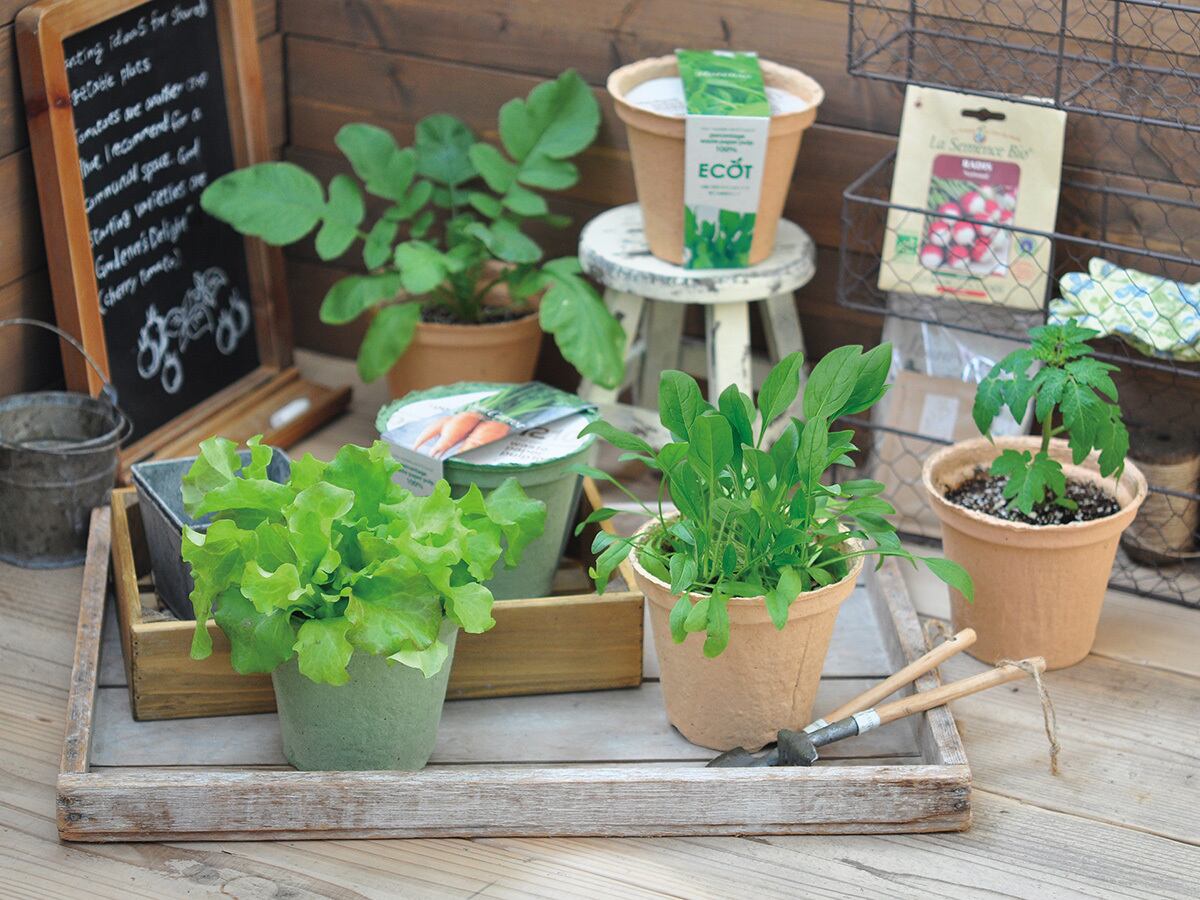 6個セット】ECOT（M） ラディッシュ | タネペラ