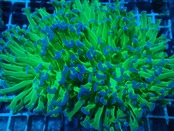 Ancora Reverse ToxicStem