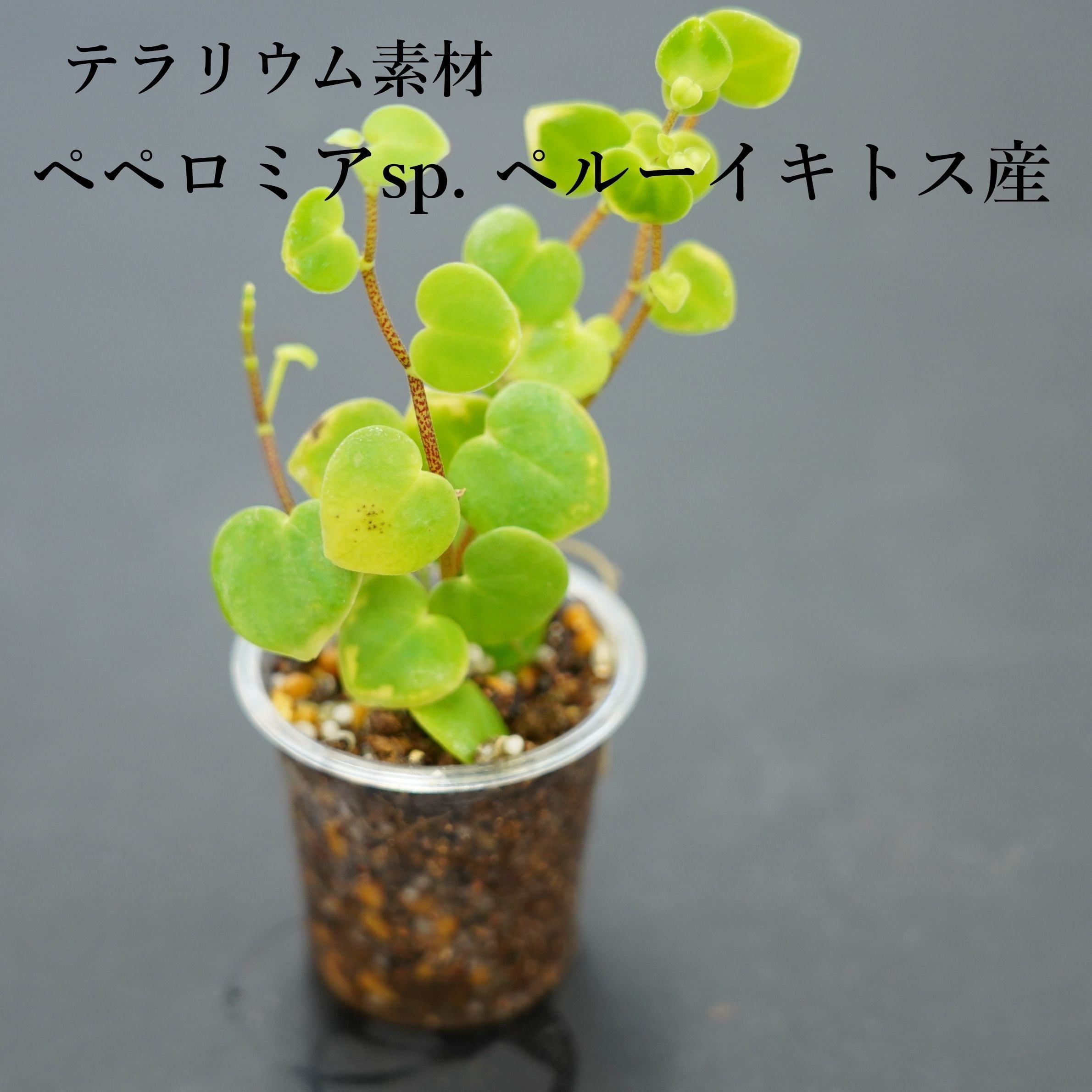 フィロデンドロン ウィリアムシー斑入り（Philodendron
