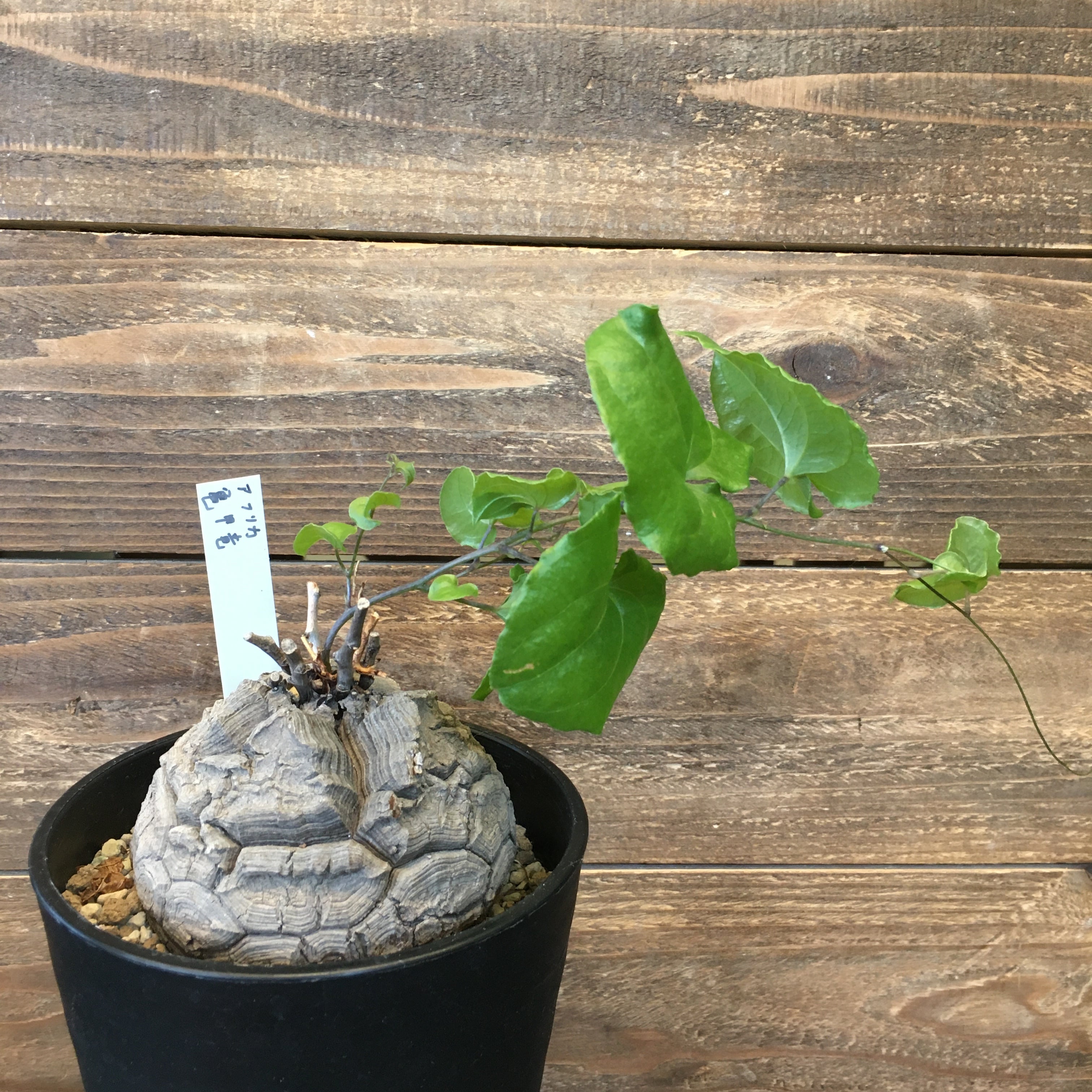 亀甲竜 ディオスコレア エレファンティペス 大 Protoleaf プロトリーフ