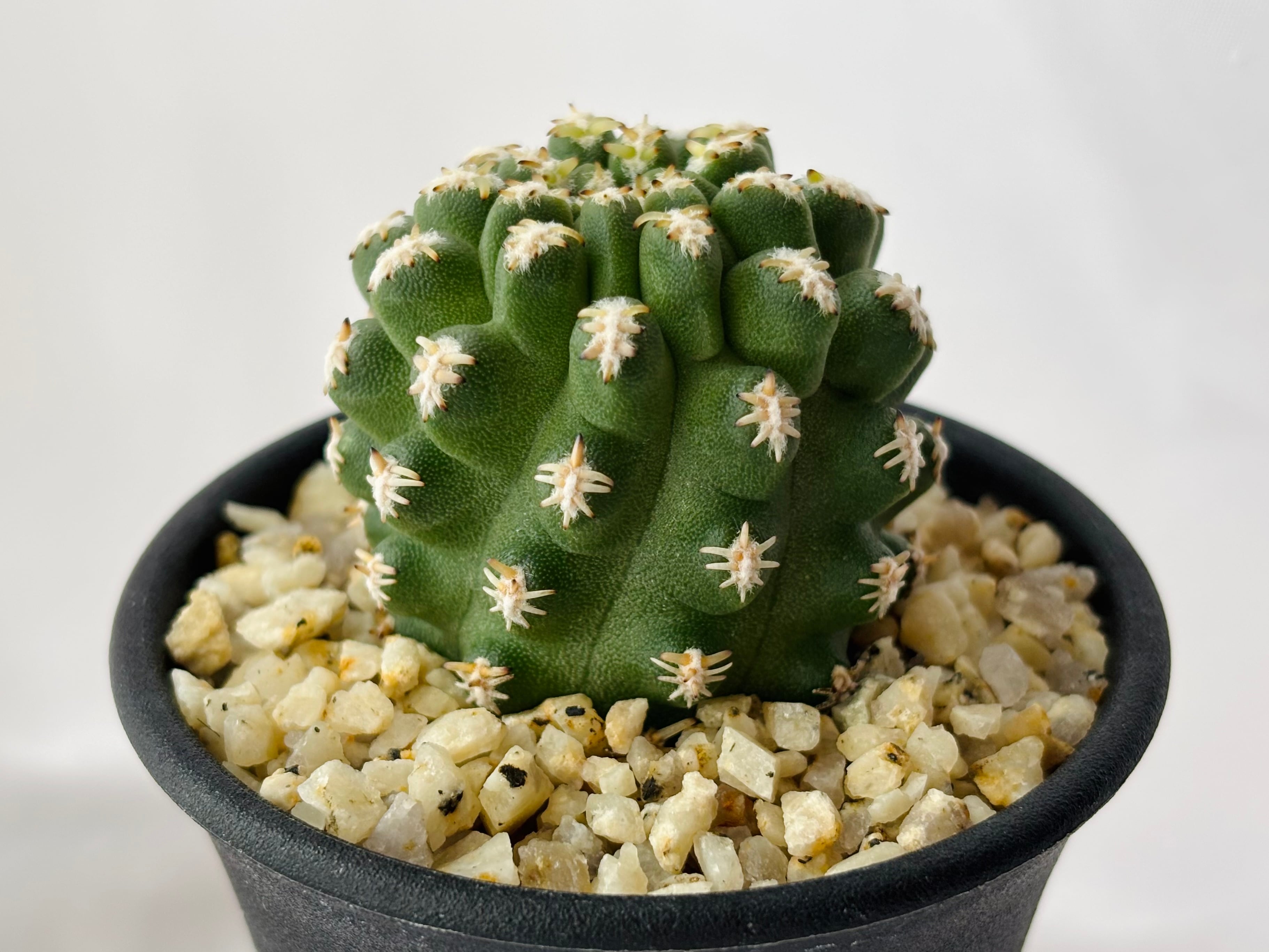 Pygmaeocereus bieblii ピグマエオケレウス ビーブリー サボテン