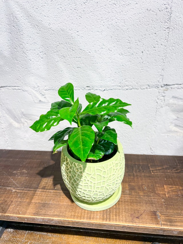 メロン型の植木鉢　3号