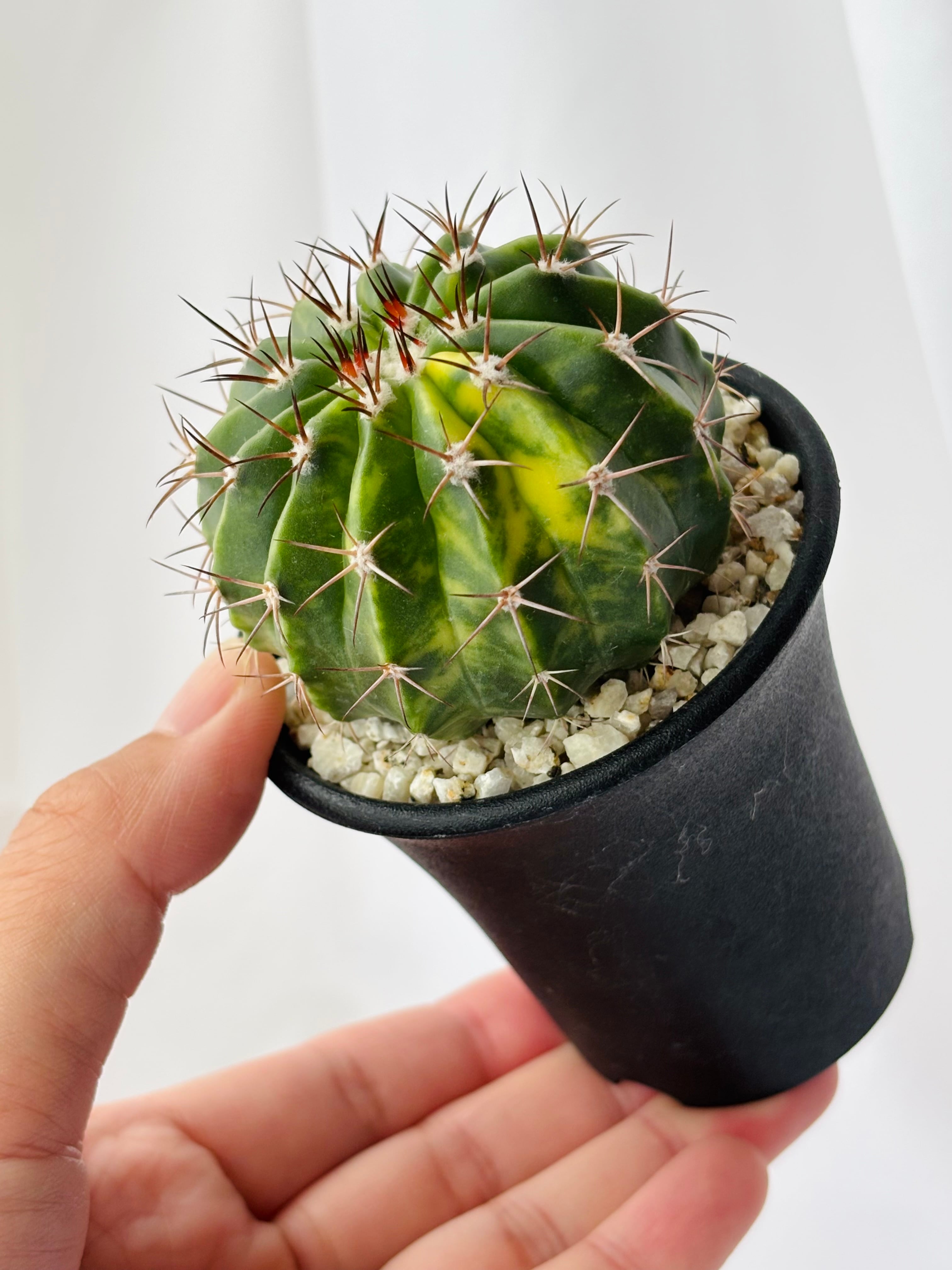 Melocactus amoenus メロカクタス 層雲錦 サボテン | plants MARU