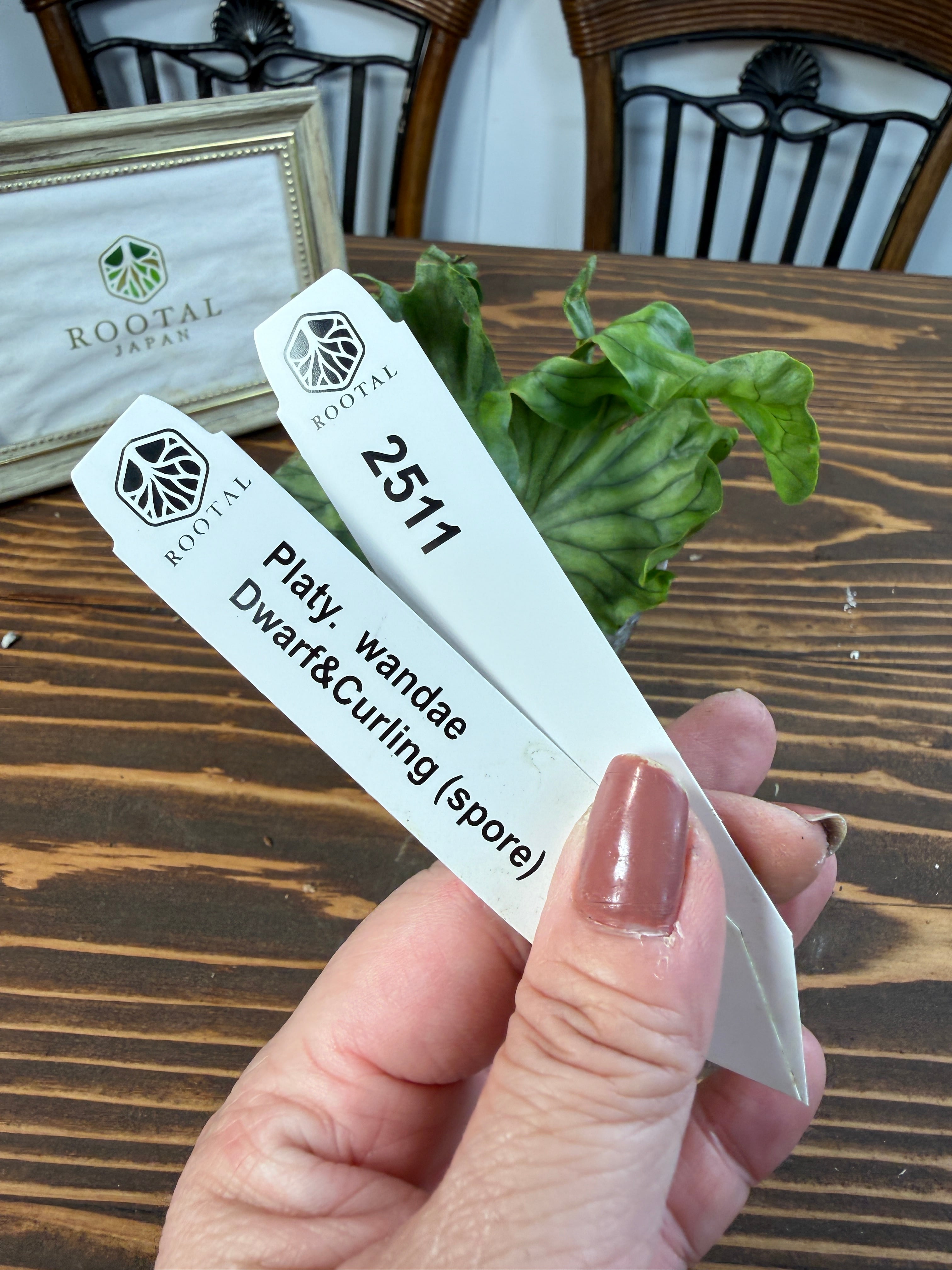 ★2511【くるりと舞うワンダエ】ビカクシダ ワンダエドワーフ&カーリングspore(2.5号ポット)