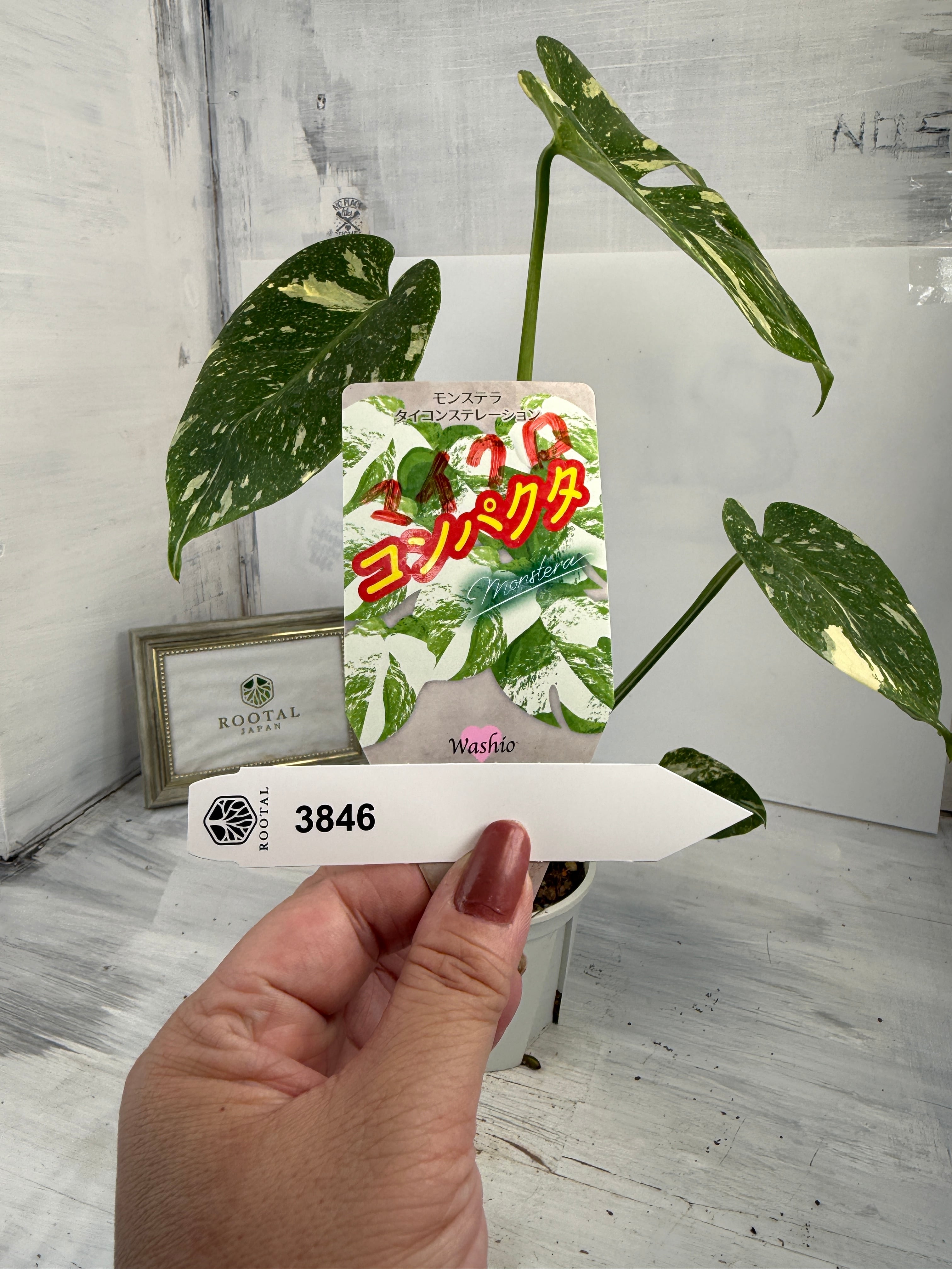 モンステラ | ROOTALPLANTS