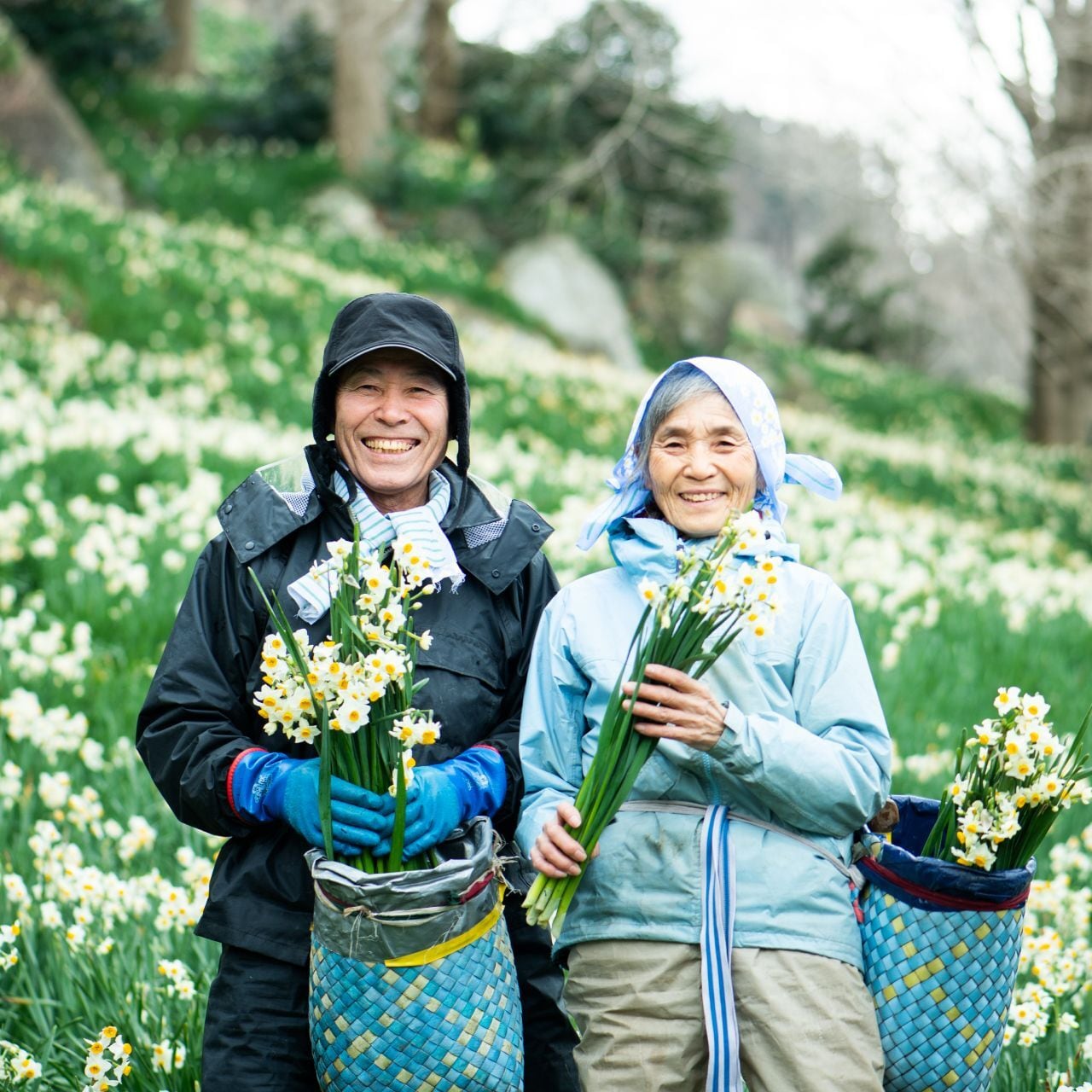 ギフトセット】水仙てぬぐい 2枚組 +メッセージカード | ノカテ