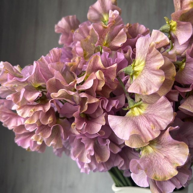 【スイートピーのお宝商品　即出荷】　スイートピー　アンティーク　50本　