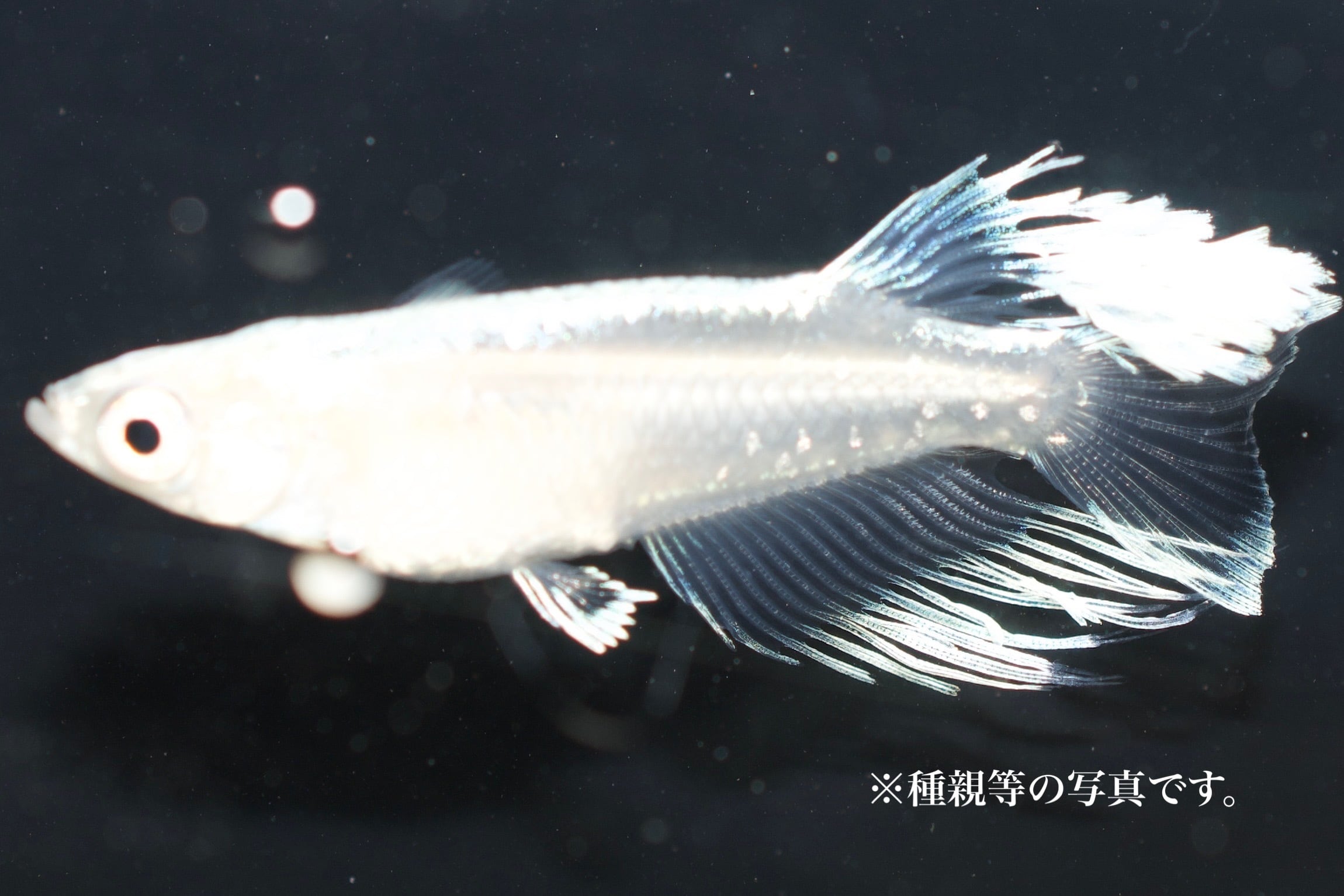 残り1セット❗予約販売！マリアージュロングフィン1ペア