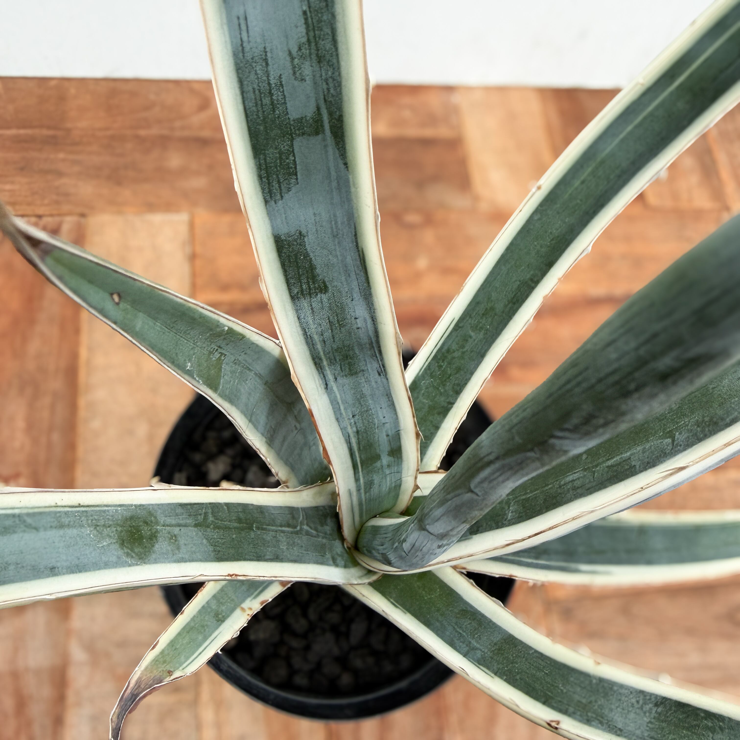 Agave lechuguilla marginata【アガベ・レチュギラ錦・白覆輪斑