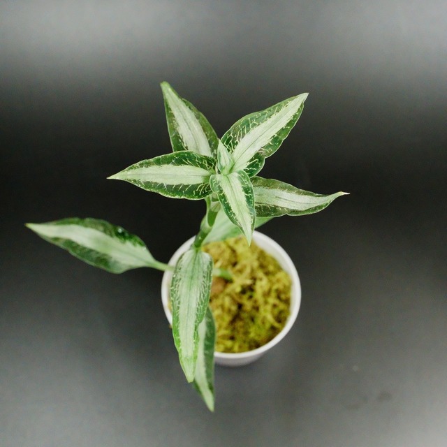 【現品販売】ジュエルオーキッド / アスピドギネ アルゲンテア No.2