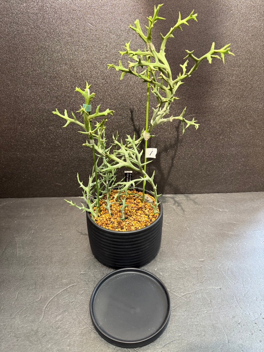 ステノクラーダ ユーフォルビア ① 多肉植物 4号 かっこいい 鉢込み