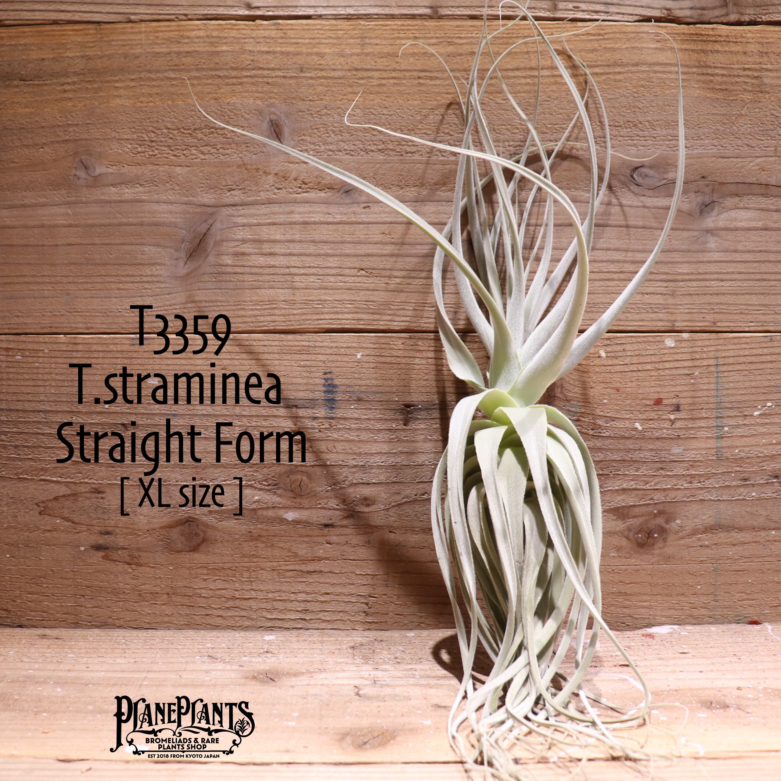 【送料無料】straminea Straight Form〔エアプランツ〕現品発送T3359