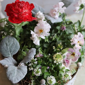 冬から春に楽しむ寄せ植え　アネモネファネモスレッドのシャビーなクラウンカップの寄せ植え　お正月にオススメ　届いてすぐ玄関に飾れる 　プレゼントにもオススメ　