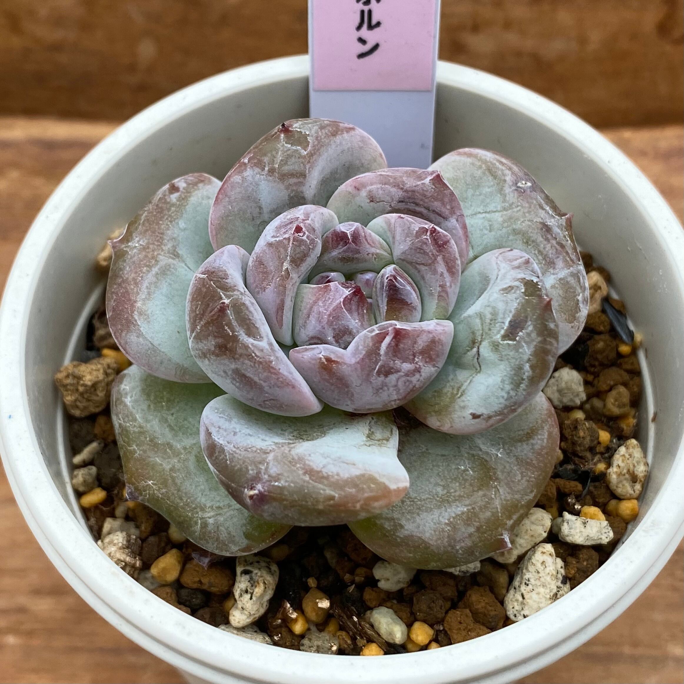 ハオルチア 丸葉ピグマエア錦 | mocono_plants