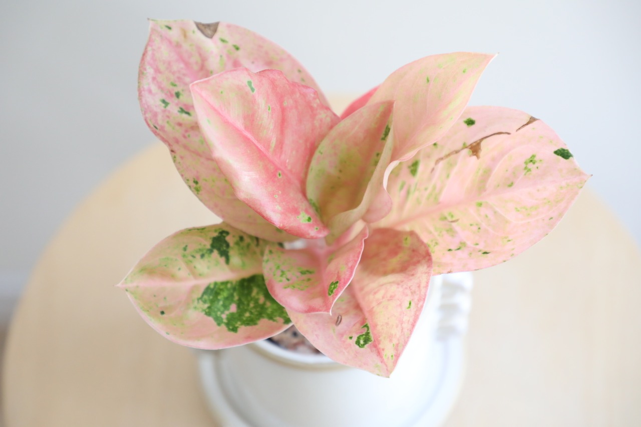 【S】アグラオネマ ピンクイメリタスローズ/Aglaonema