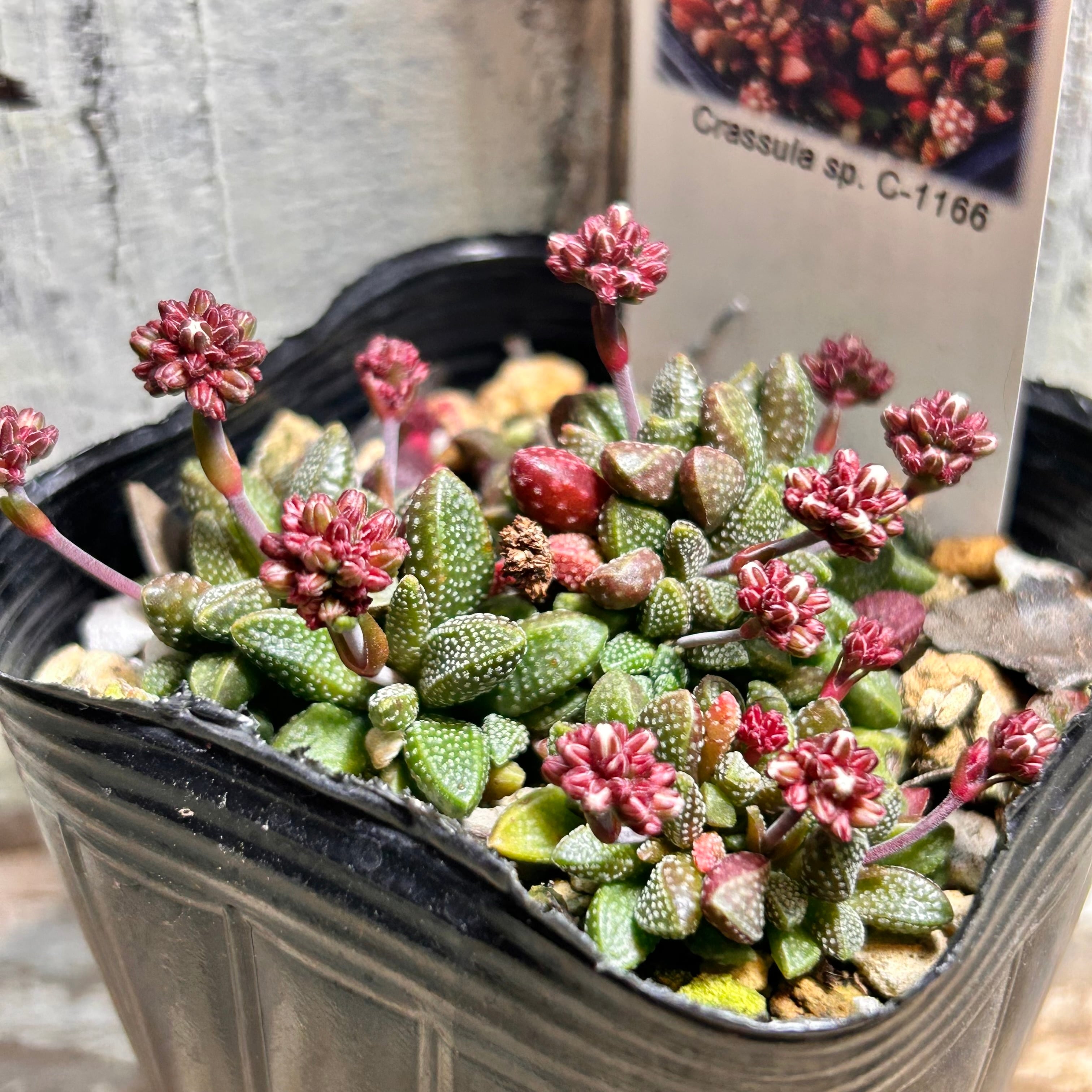 姫稚児 | RuPo 多肉植物専門店