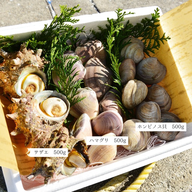 2026年4月14日（火）発送【厳選】国産ハマグリ・サザエ・ホンビノス三種詰め合わせセット