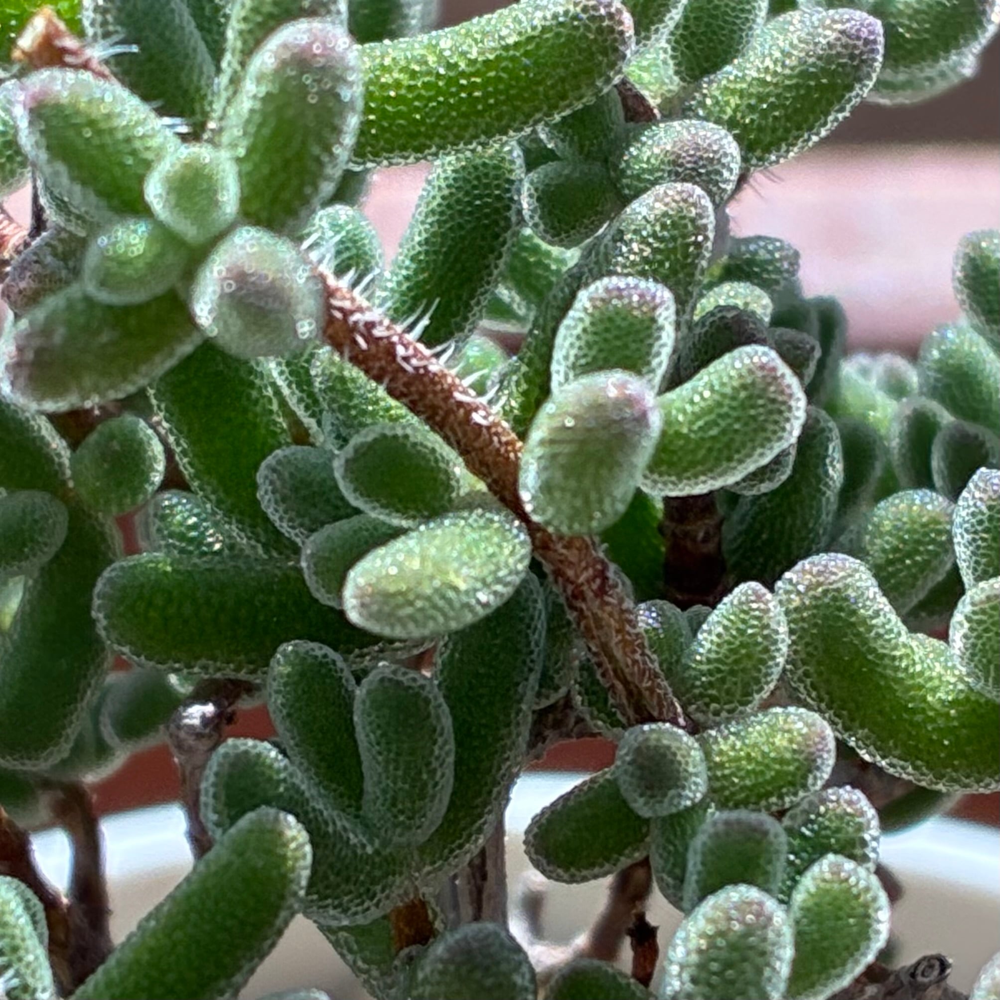 ハオルチア スターズフェアリー | mocono_plants