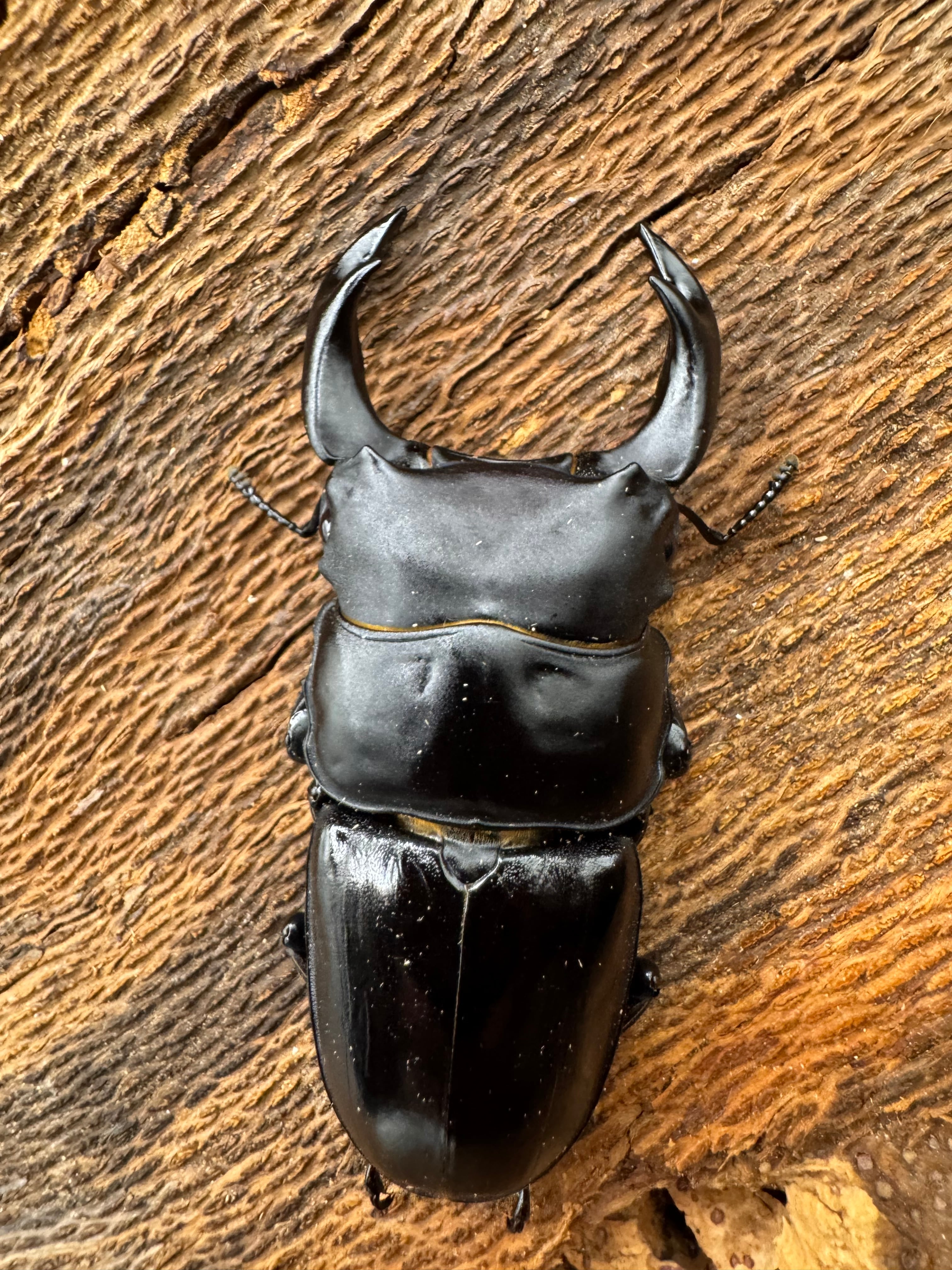 珍マダガスカルのカブトムシ 【公式通販】 珍マダガスカルのカブトムシ 【公式通販】