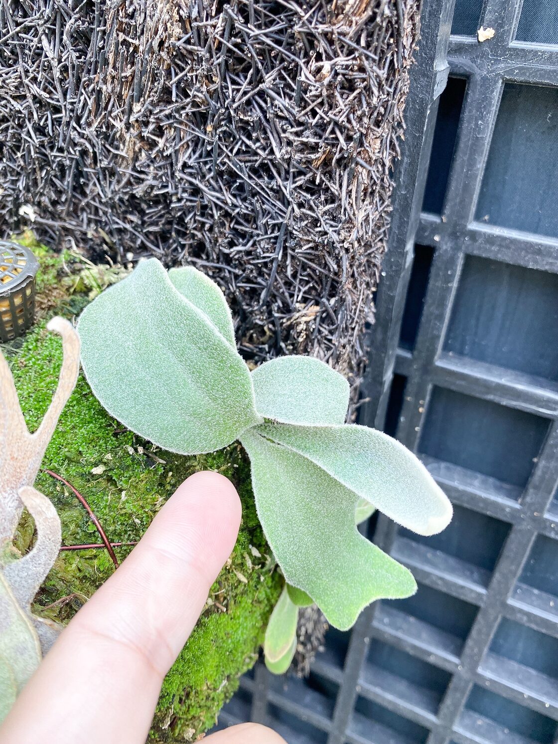 P. veitchii AR #1 (pup) Select 【artPLANTs】 ビカクシダ/コウモリ 