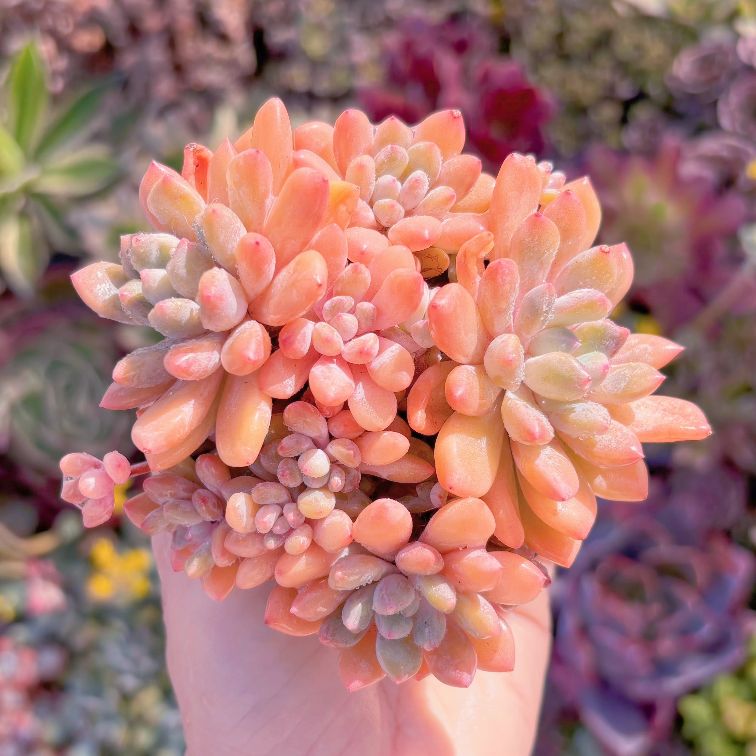 現品　ラブリーベア#M167　群生　るる農園