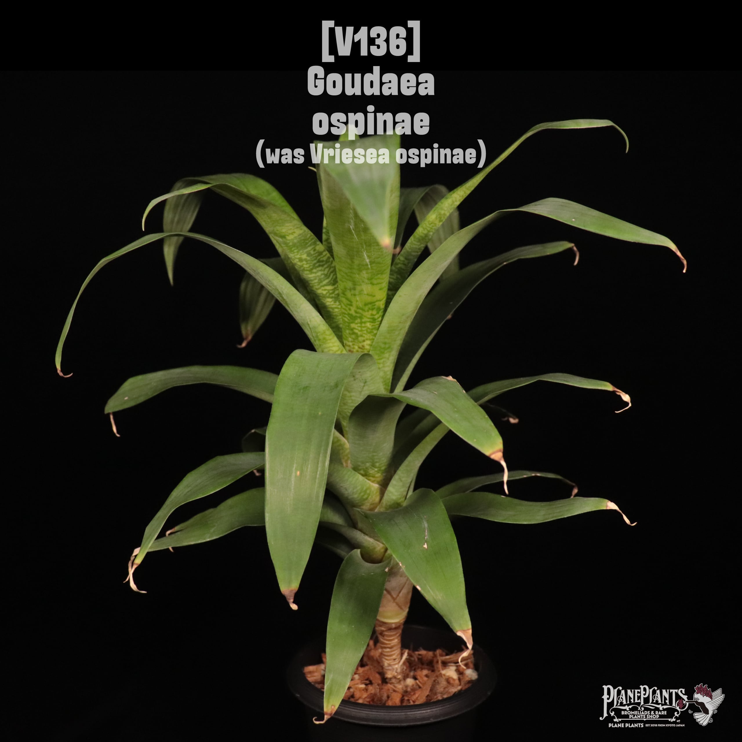 reserved】Vriesea 'Ice Snow Berries' x 'Living in Paradise' #1