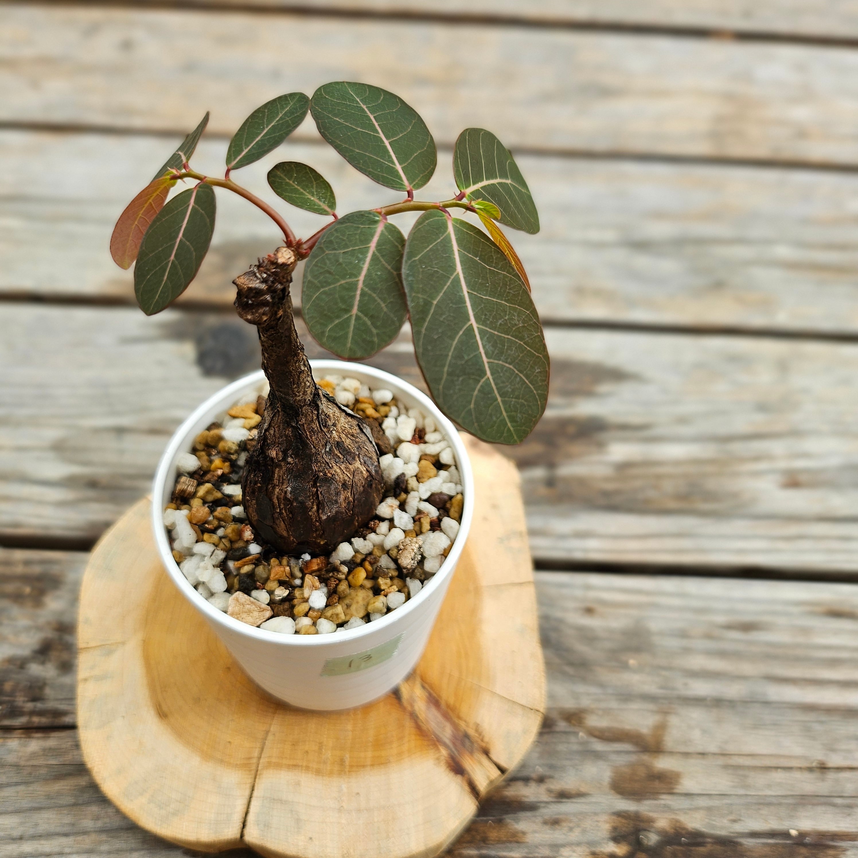 ⑬♡小株♡〚フィランサス・ミラビリス〛Phyllanthus Mirabilis 塊根