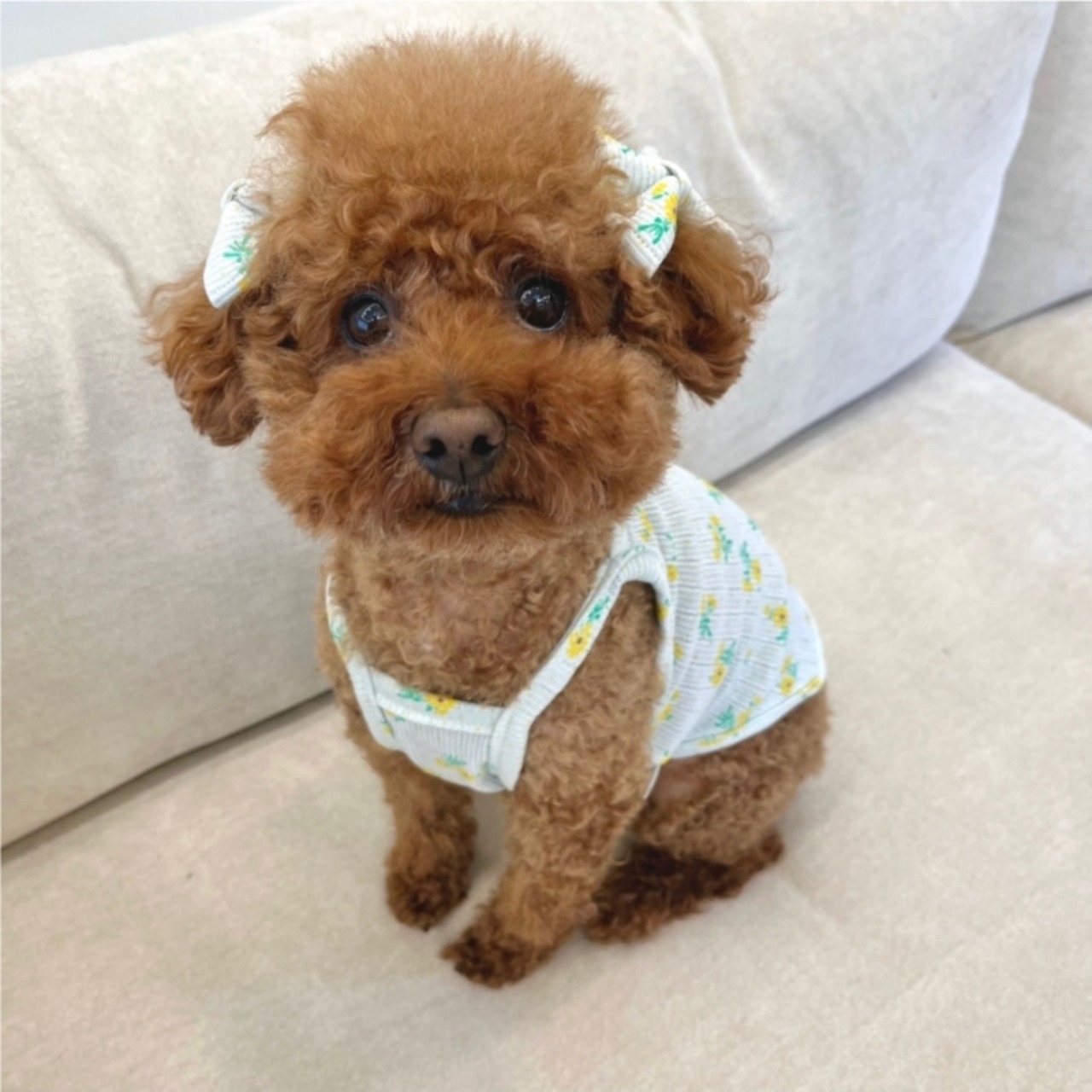 予約【pecoramou select】Rape Seed Eyelet Naciti