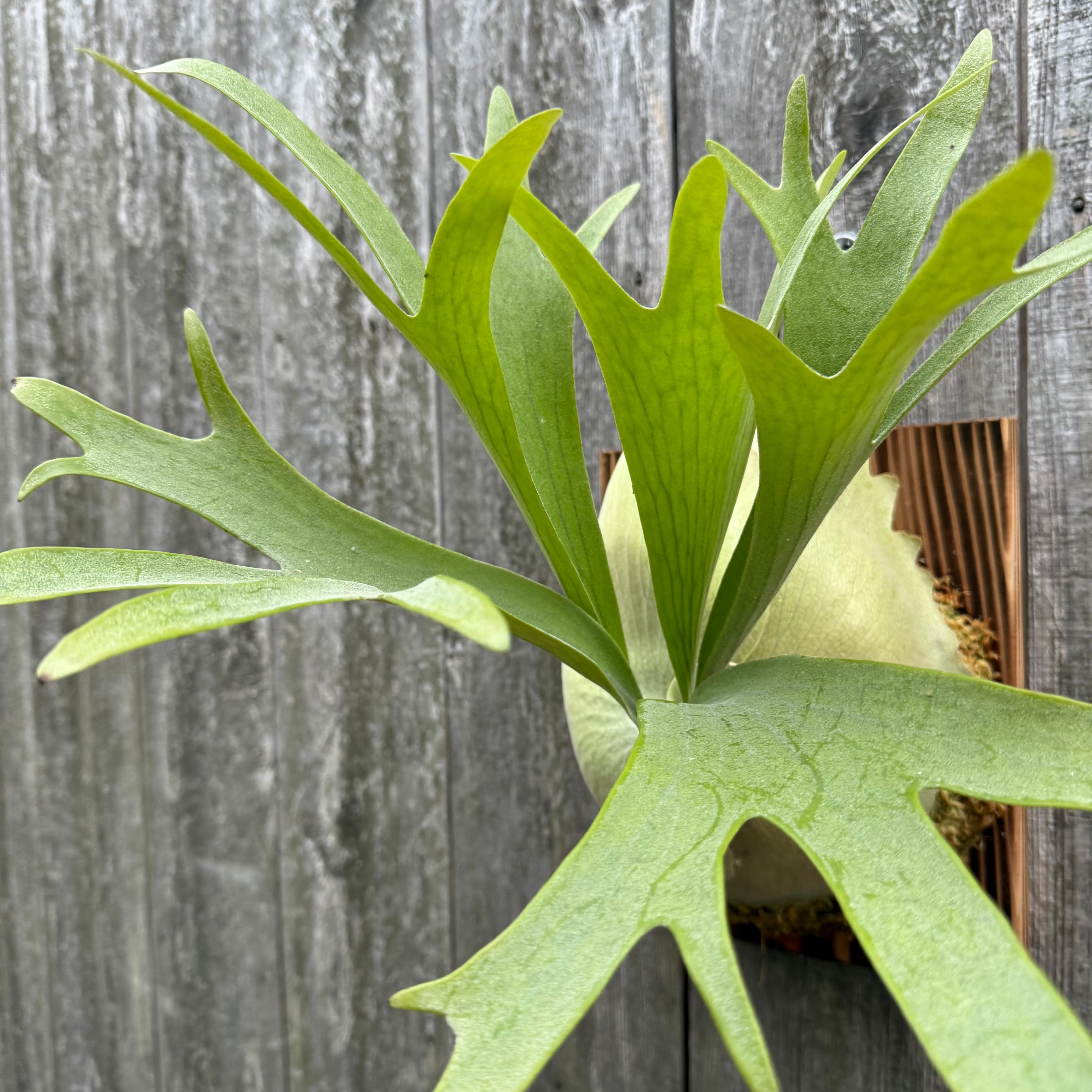 Platycerium bifurcatum Popcorn (pup) | naturefix