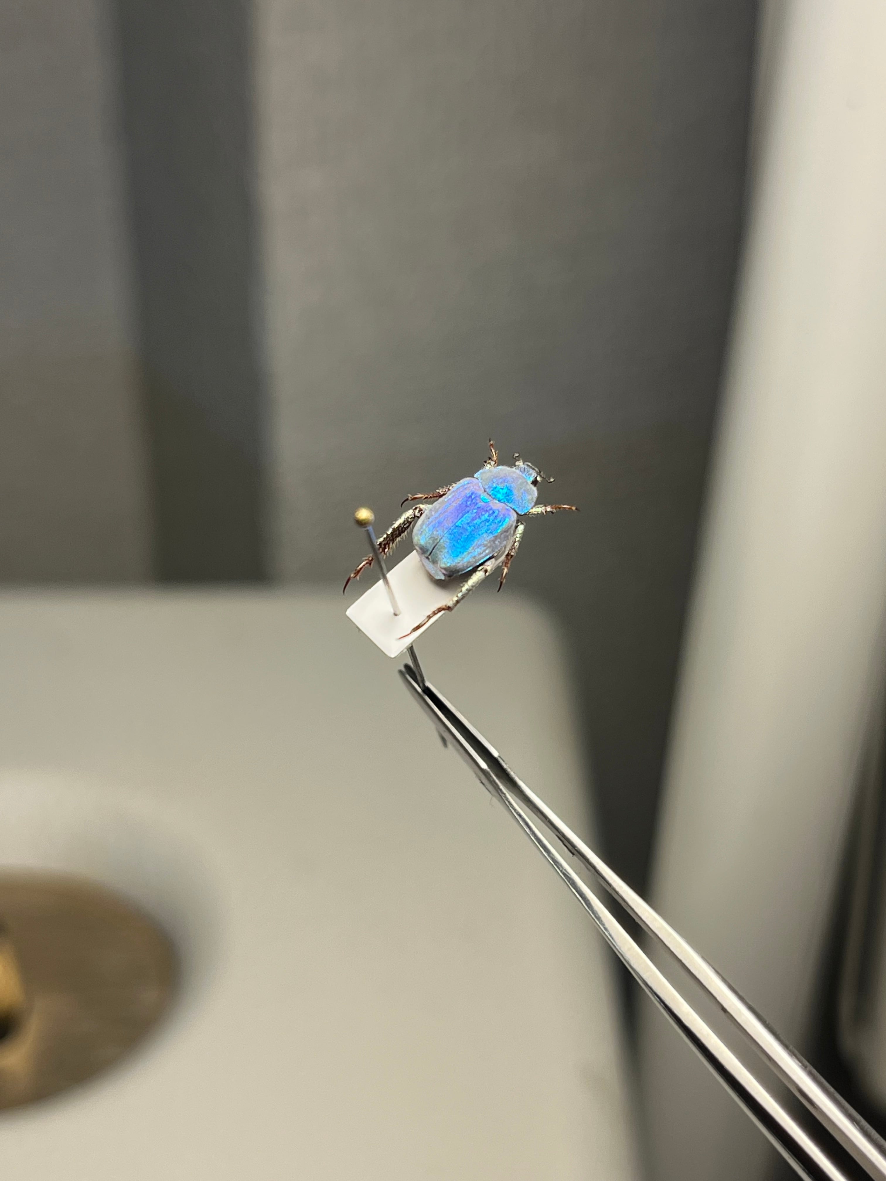 9mm】シンジュアシナガコガネ 標本 ブルースカラベ プラチナコガネ