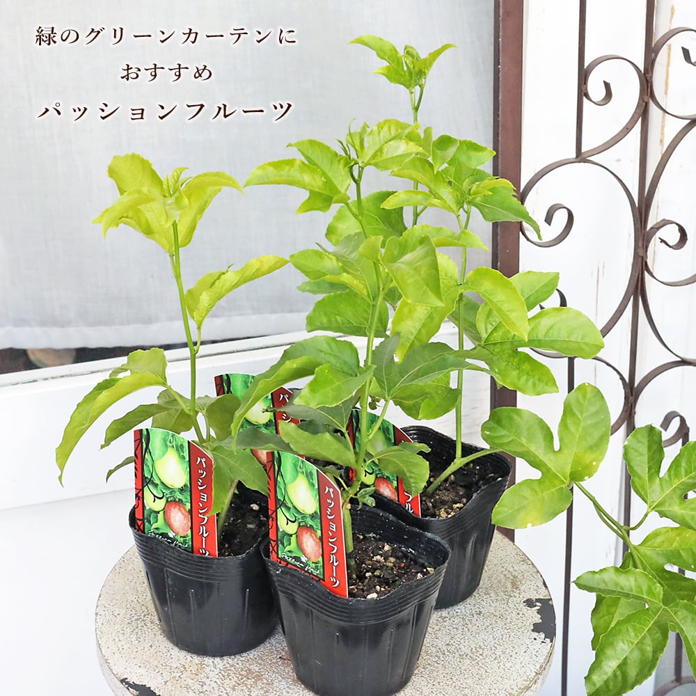陶芸 伊賀焼 徳利 伊賀焼 谷本景 徳利 とっくり とくり 三田窯 酒器