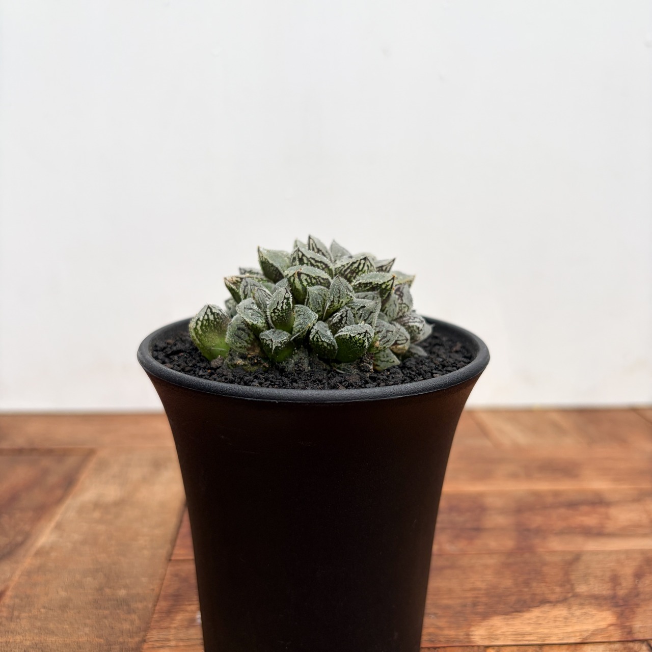 Haworthia ‘Kurozatou’【ハオルチア・黒砂糖】