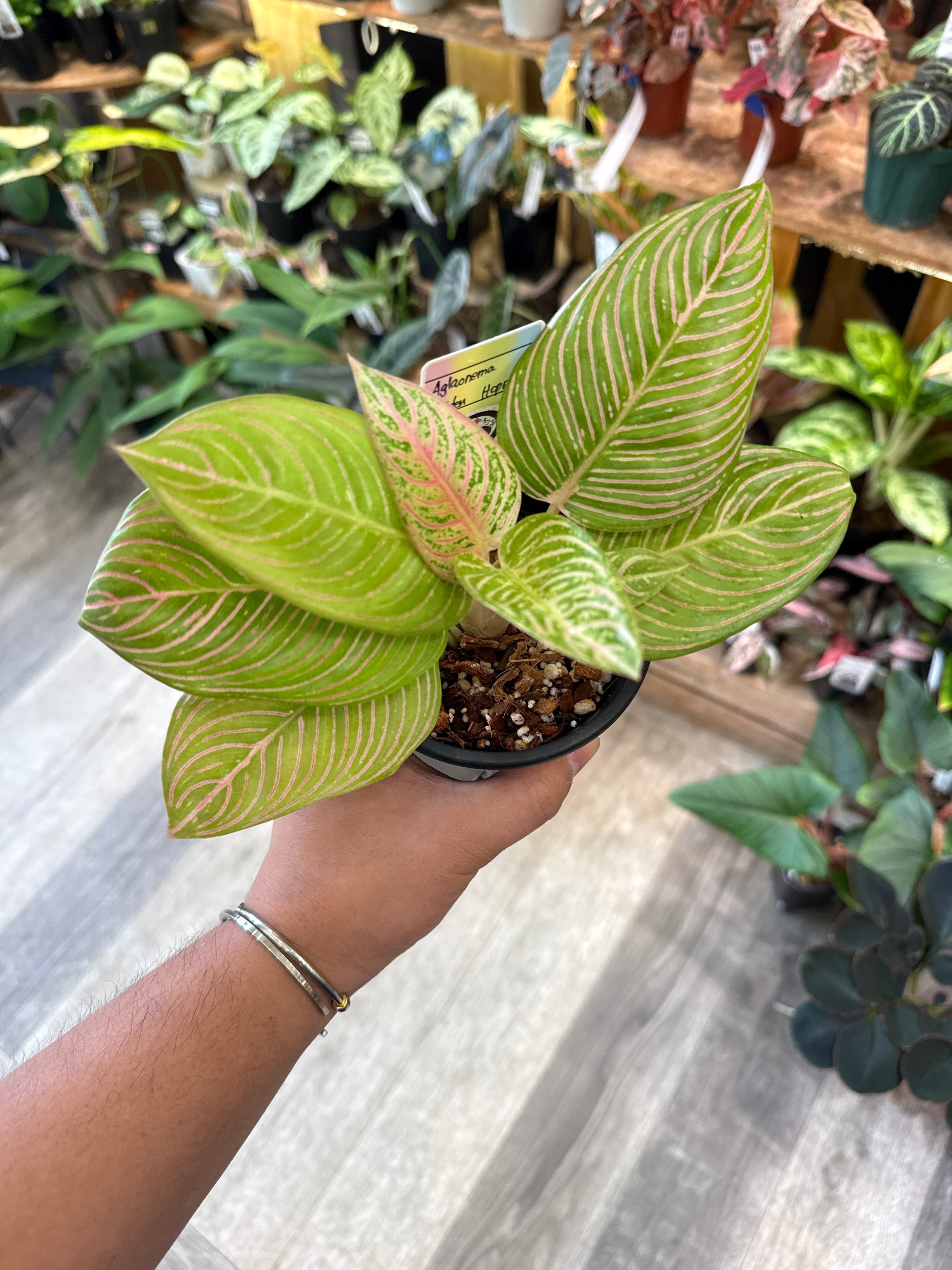 Gardenえん 【観葉熱帯植物】