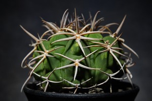 ギムノカリキウム フェロシオール