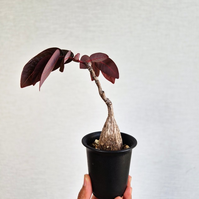 ⑥〚フィランサス・ミラビリス〛Phyllanthus Mirabilis 塊根植物 コーデックス ポット発送