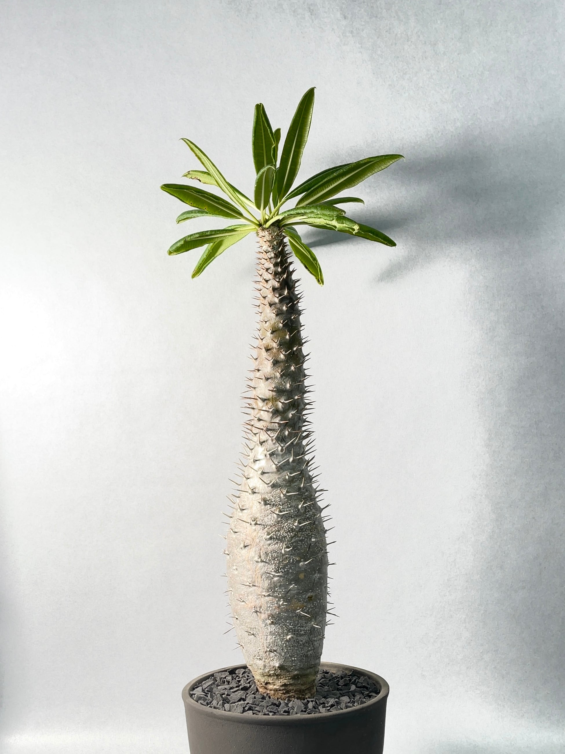 パキポディウム・フィヘレネンセ 309f95c143404eacfb1ed39f948628