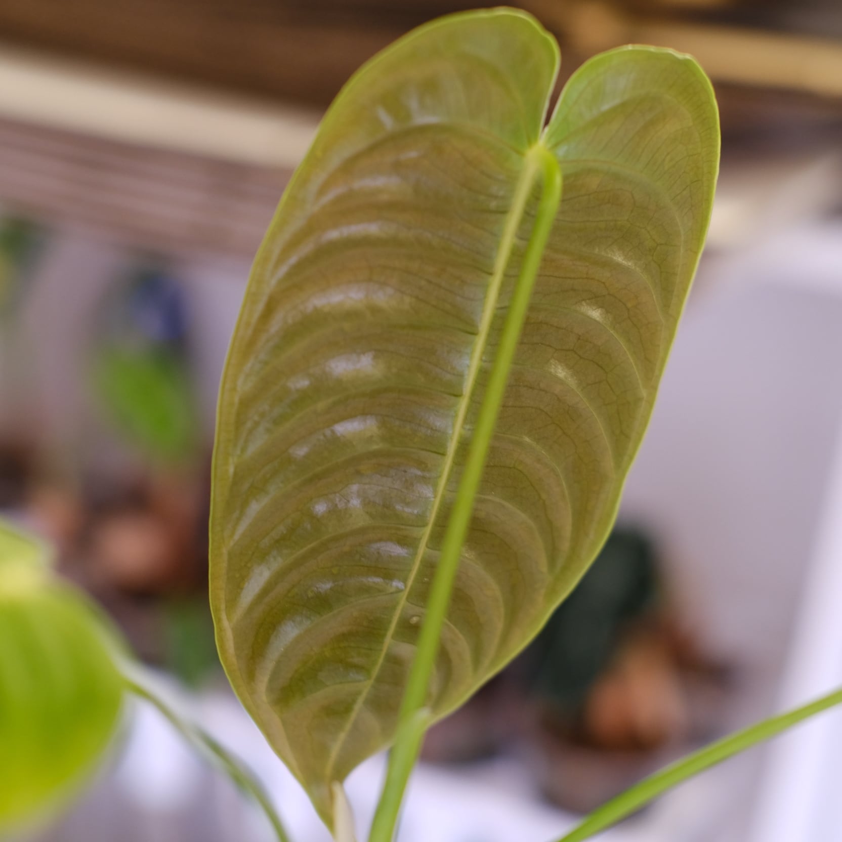アンスリウム・ベイチー　③ Anthurium 観葉植物 アンスリウム・ベイチー│Anthurium Veitchii③│観葉植物