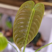 アンスリウム・ベイチー│Anthurium Veitchii③│観葉植物