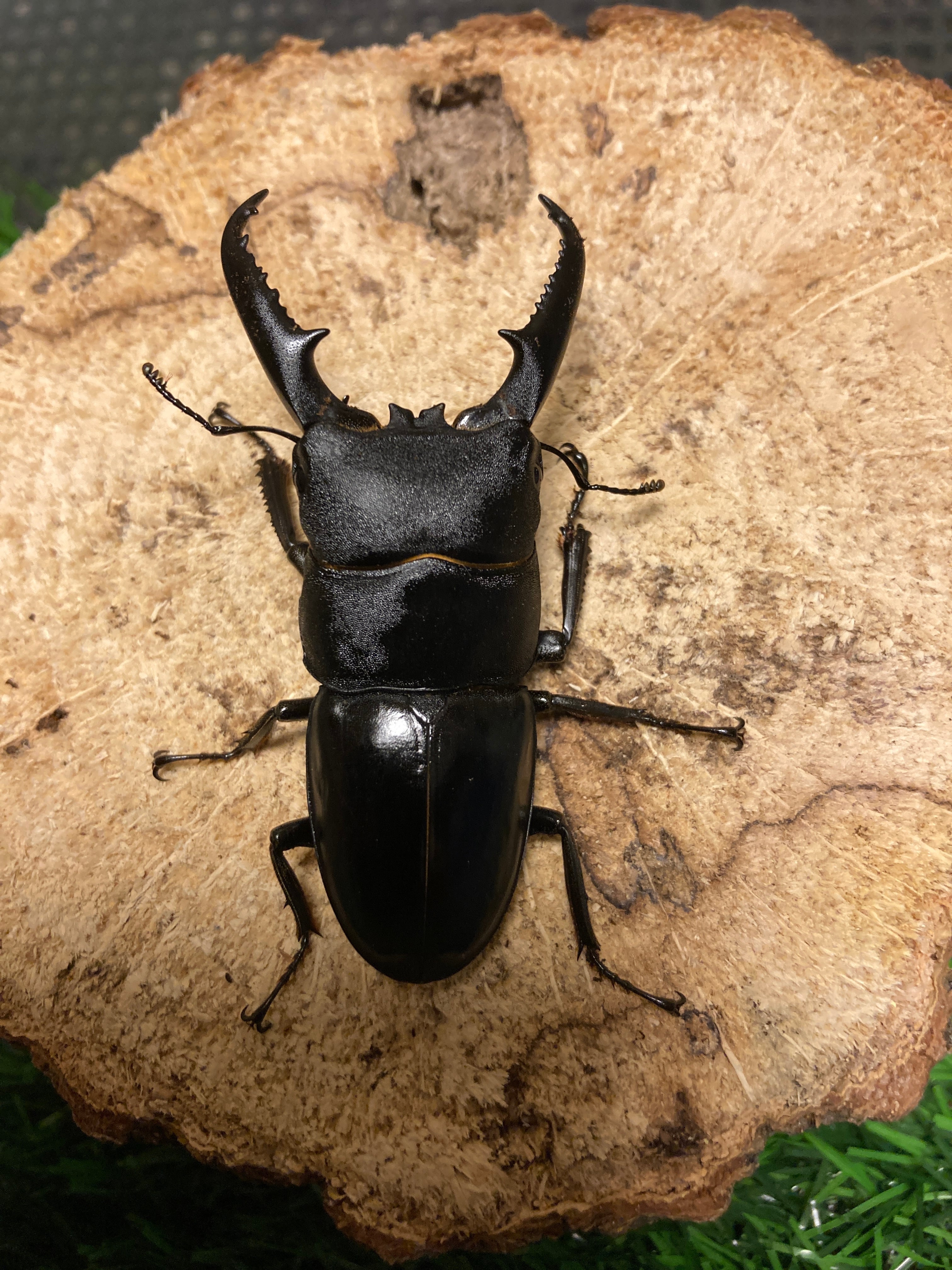 本土ヒラタクワガタ 53x30ペア WF2 | Insect Shop K&K