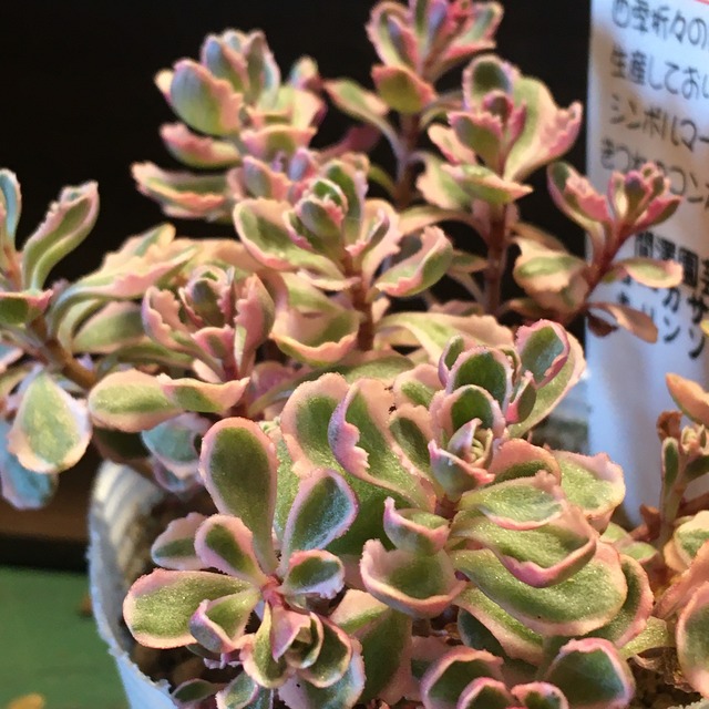 トリカラー Rupo 多肉植物専門店