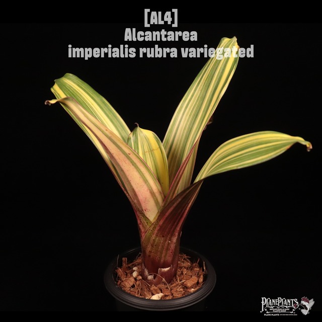 Alcantarea glaziouana Variegated〔アルカンタレア〕AL1