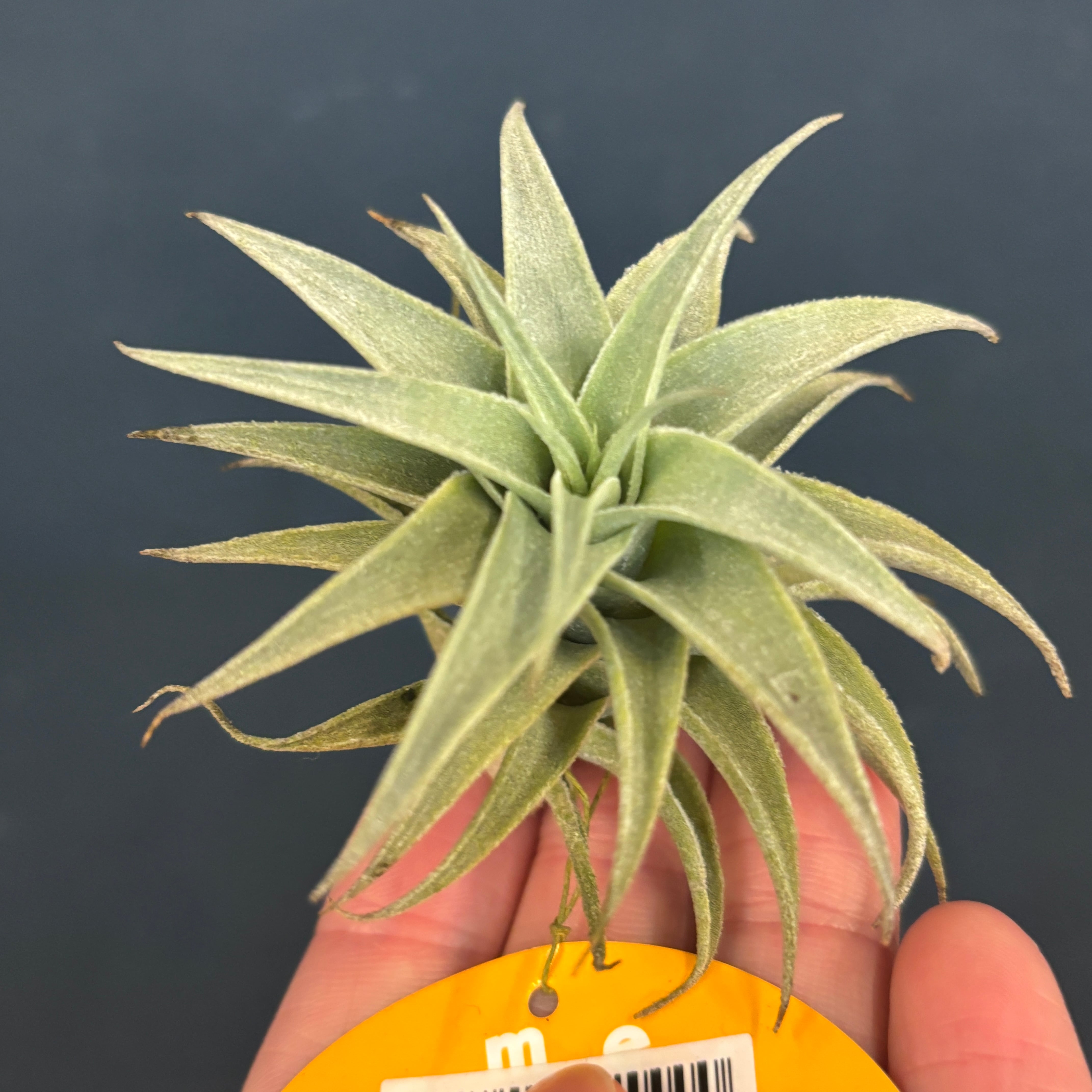 チランジア エディシアエ グリーンフォーム【667】