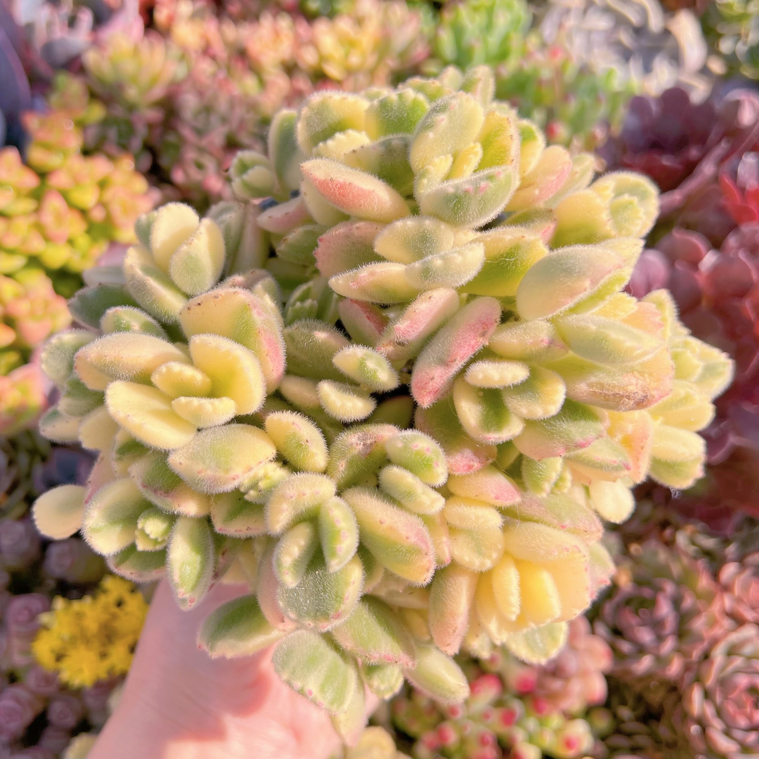 現品　白熊#M092　大群生　新入荷　るる農園