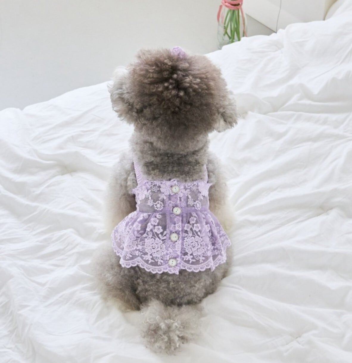 M/即納【eomuk】Love Lace Punching Crop Bistuer《Lavender》